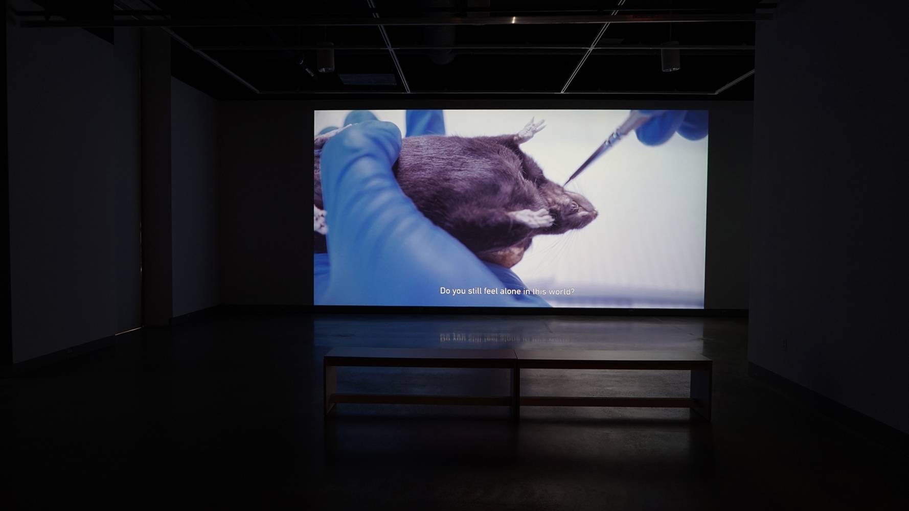 Image of a screen in a gallery